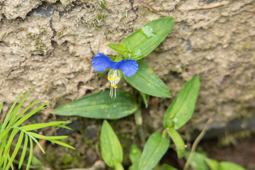 Asiatic dayflower