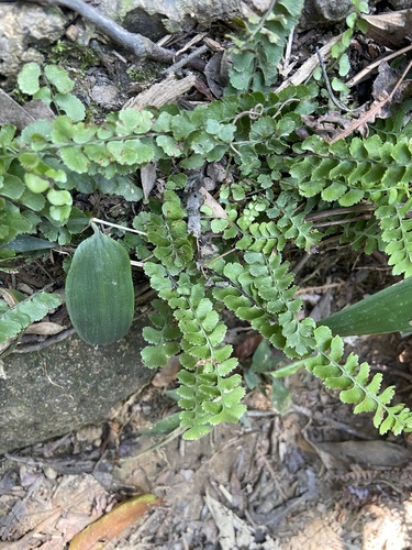 Lindsaea orbiculata observed 2026-09-20
