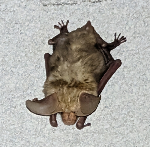 Pallid Bat