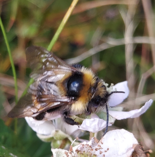 Field Cuckoo Bumble bee
