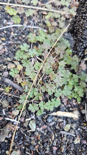 Geranium potentilloides, photograph 1
