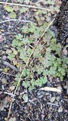 Geranium potentilloides