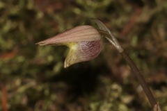 Calypso bulbosa