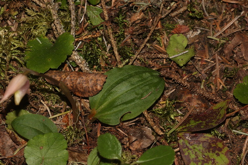 Calypso bulbosa, photograph 1