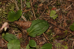 Calypso bulbosa, photograph (c) Dustin Snider, some rights reserved (CC BY)