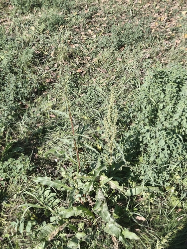 Rumex pseudonatronatus, photograph 3