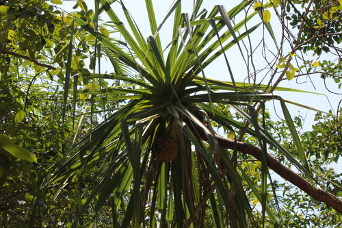 Pandanus spiralis, photograph 2