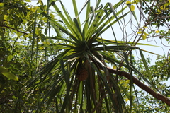 Pandanus spiralis, photograph (c) Stella Fish, some rights reserved (CC BY)