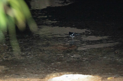 Little Forktail