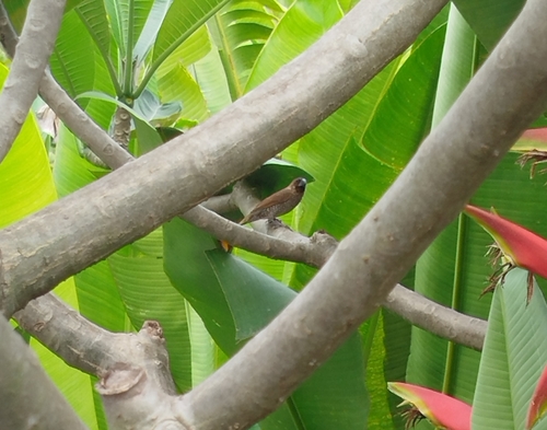 Scaly-breasted Munia