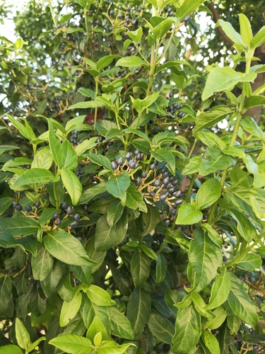 Laurustinus viburnum