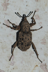 Sipalinus gigas