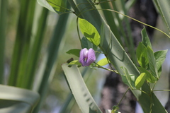 Centrosema molle, photograph (c) Stella Fish, some rights reserved (CC BY)
