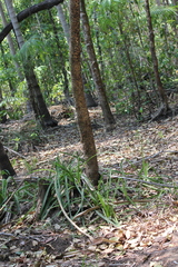 Pandanus spiralis, photograph (c) Stella Fish, some rights reserved (CC BY)