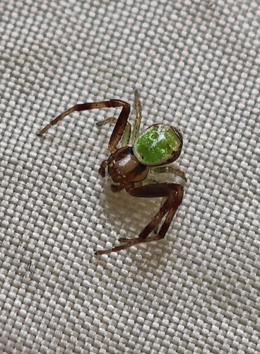 Triangle Crab Spider