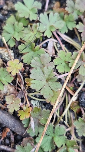 Geranium potentilloides, photograph 2