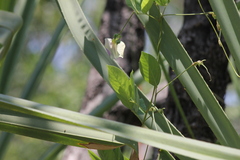Centrosema molle, photograph (c) Stella Fish, some rights reserved (CC BY)