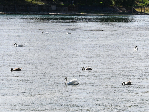 Mute Swan