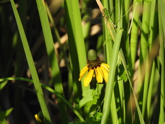 Rudbeckia amplexicaulis