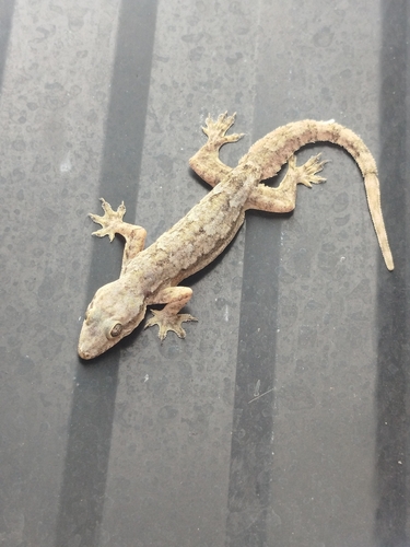 Flat-tailed House Gecko