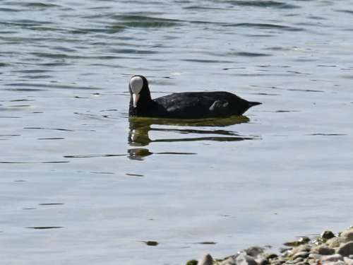 Eurasian Coot