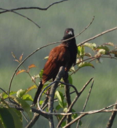 Greater Coucal