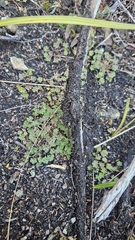 Geranium potentilloides, photograph author not stated, no rights reserved