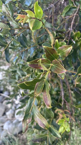 Coriaria arborea, photograph 3