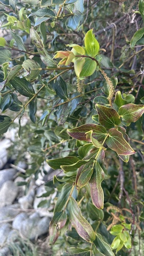 Coriaria arborea, photograph 4