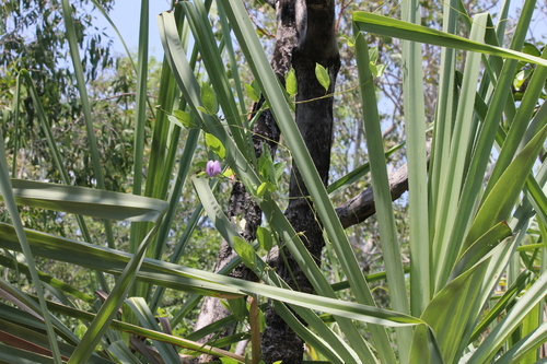 Centrosema molle, photograph 6