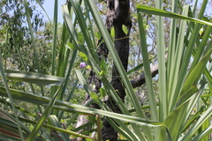 Centrosema molle, photograph (c) Stella Fish, some rights reserved (CC BY)