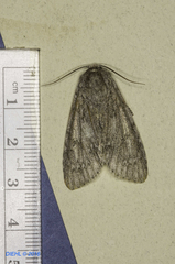Acronicta americana