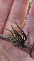 Korthalsella salicornioides, photograph author not stated, no rights reserved