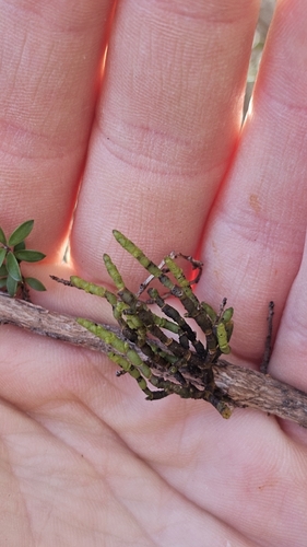 Korthalsella salicornioides, photograph 3
