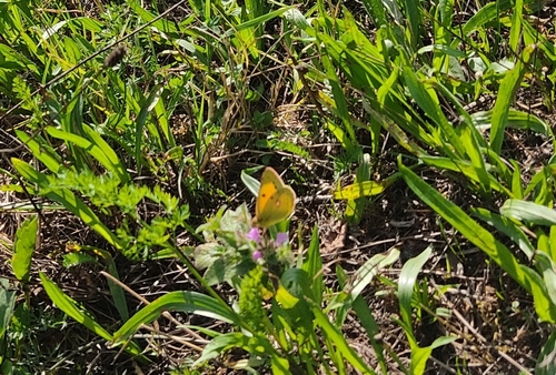 Clouded Yellow