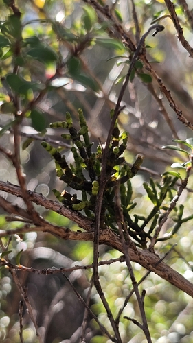Korthalsella salicornioides, photograph 4