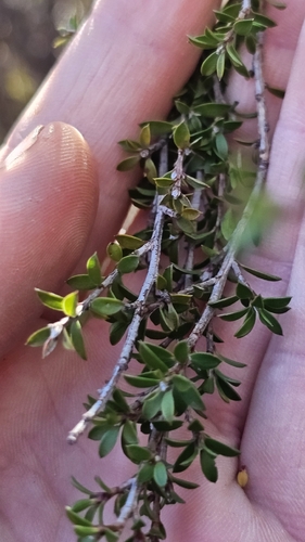 Korthalsella salicornioides, photograph 5
