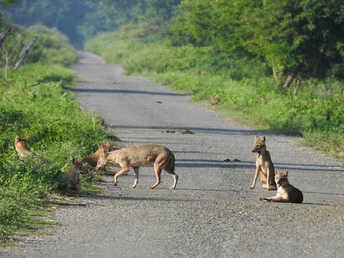 Indian Jackal
