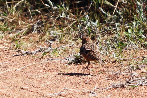 iNaturalist image