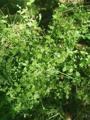 Moehringia trinervia