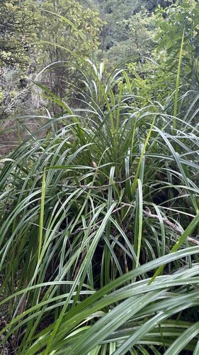 Freycinetia banksii