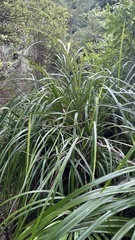 Freycinetia banksii
