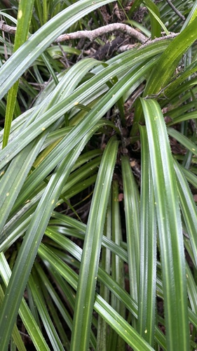 Freycinetia banksii, photograph 2