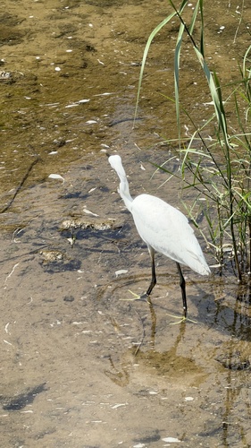 Little Egret