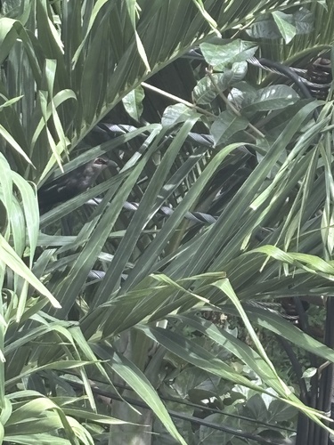 Green-billed Malkoha