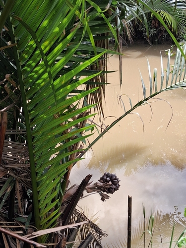 Mangrove Palm