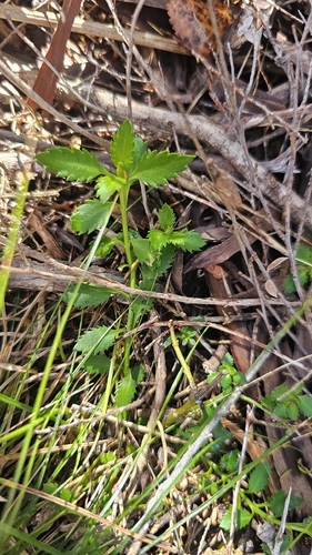 Haloragis erecta, photograph 5