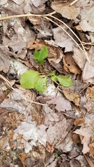 Pyrola elliptica
