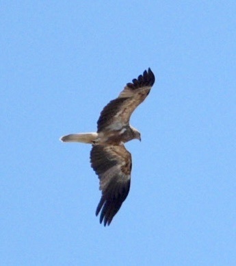 Whistling Kite