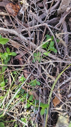 Haloragis erecta, photograph 6